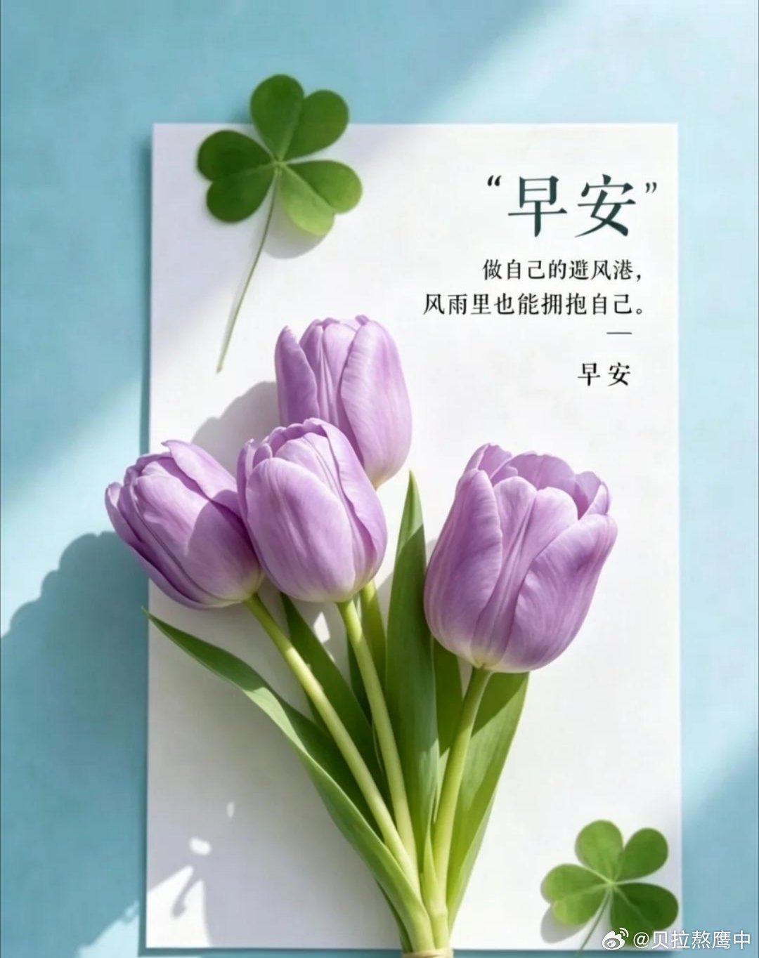 早安 清晨的阳光温柔治愈，吹散昨夜的阴霾与疲惫。放下昨日的不如意，清空所有负能量