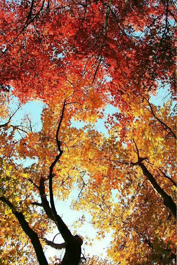 今日，二十四节气#寒露#。霜露轻吻衰草之意，寒风轻吟晚林之曲，大自然平添了几分萧