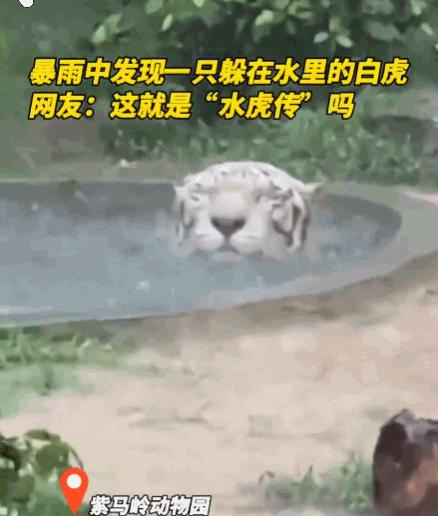笑不活了！广东，中山紫马岭动物园突降暴雨，园内动物纷纷寻找遮蔽之处，然而，一只白