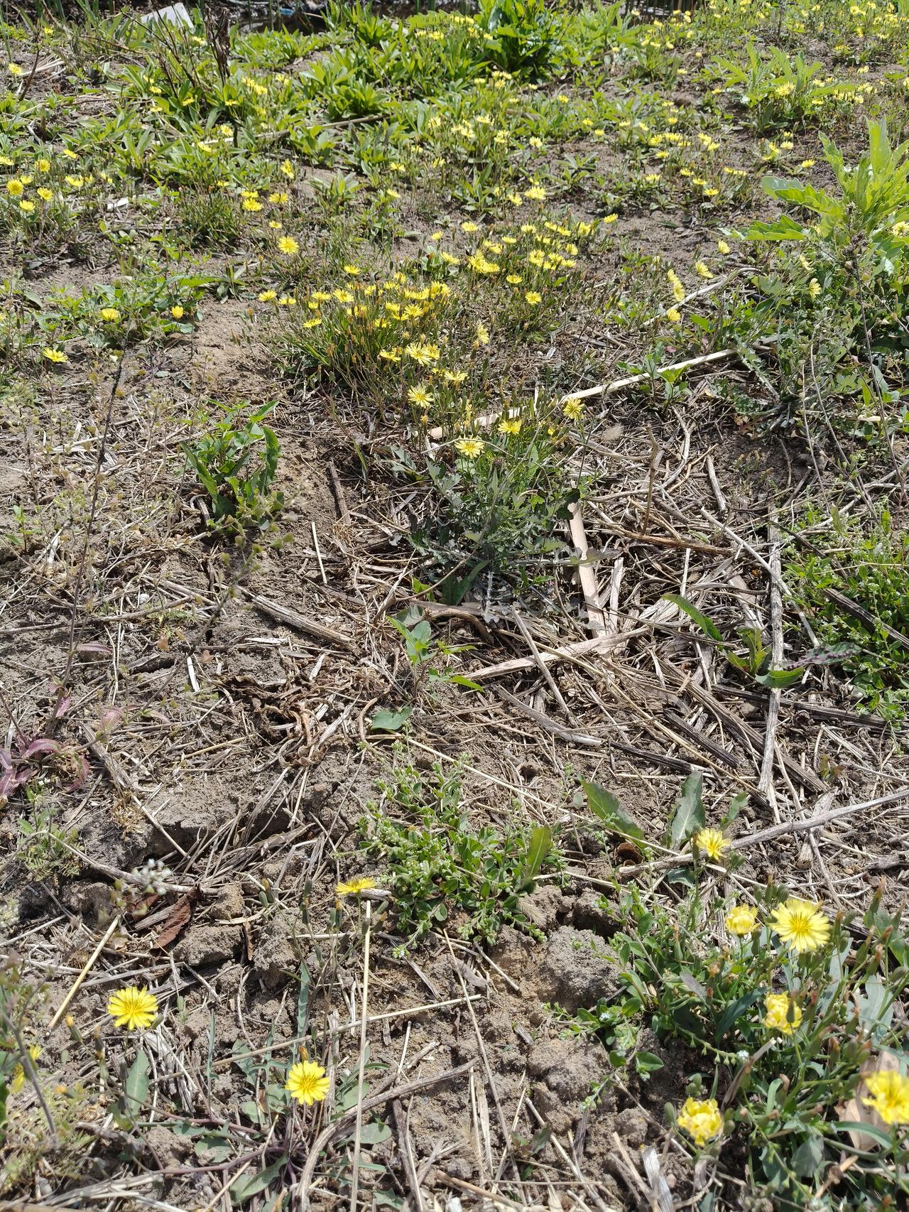 春日追花攻略这是今天早上在农村草地上拍的，长得像菊花，黄色的花瓣，看上去也挺好看