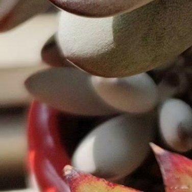 0000 碧光环种植教程碧光环是番杏科多肉植物，休眠期后新芽形似兔耳，适合室内盆