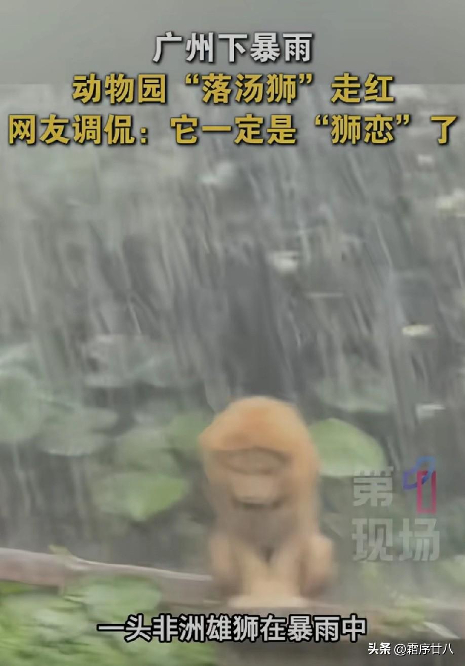 “狮恋了”[what]
可能它只是想冲个澡[呲牙]
洗个爽歪歪而已！[赞]