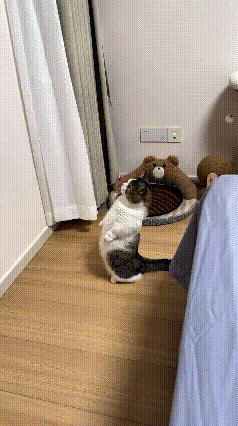 注意看俺家这小猫咪，到了睡觉点儿还不躺平，直挺挺站那儿扒着窗户往外瞅。我就逗它：