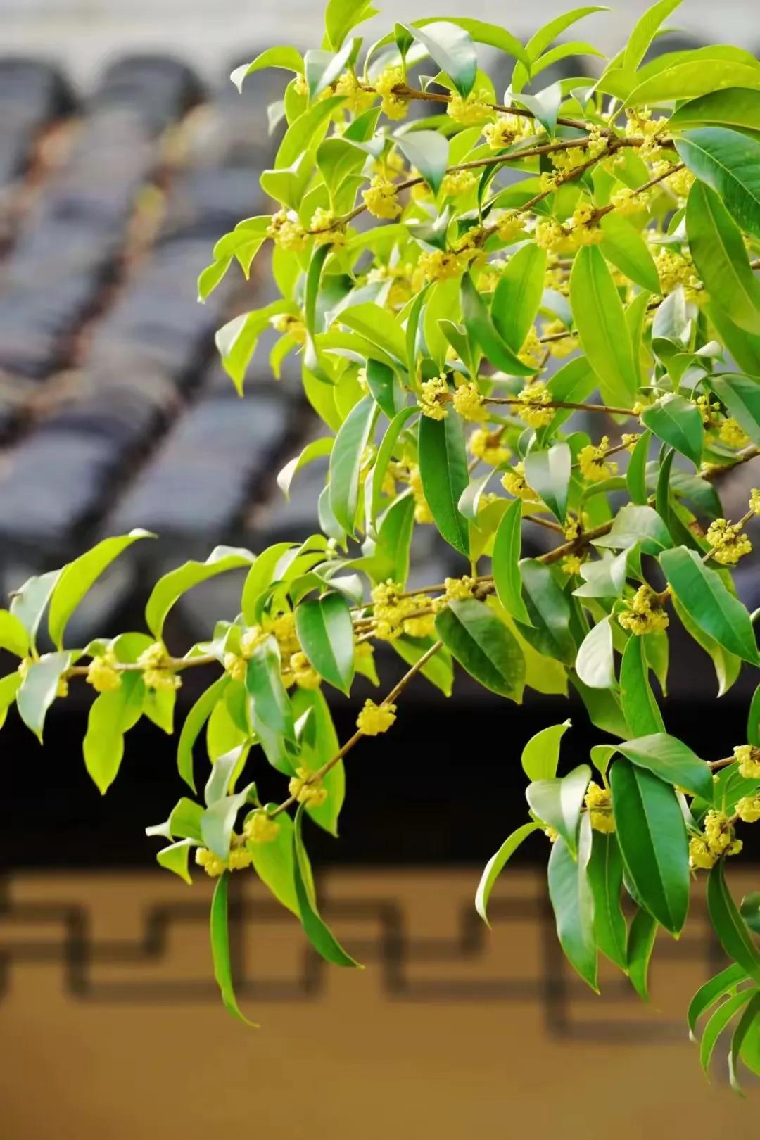 桂花香里说丰年，听取馋声一片
秋天的童话里，桂花是那一抹最迷人的香气。在无锡，这