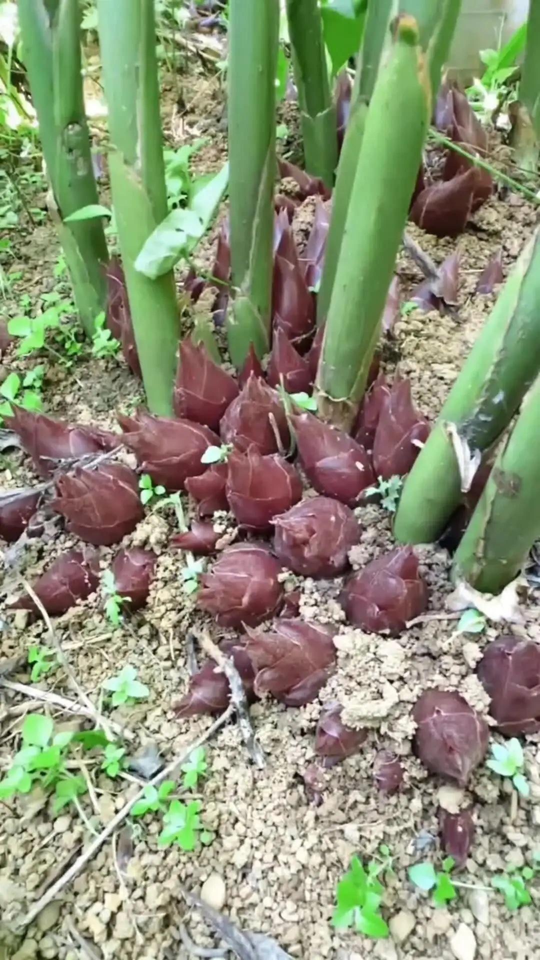 云南普洱，一村民前往深山寻找野生菌时，没成想，竟然在一处黄泥坡上，发现了一丛他从