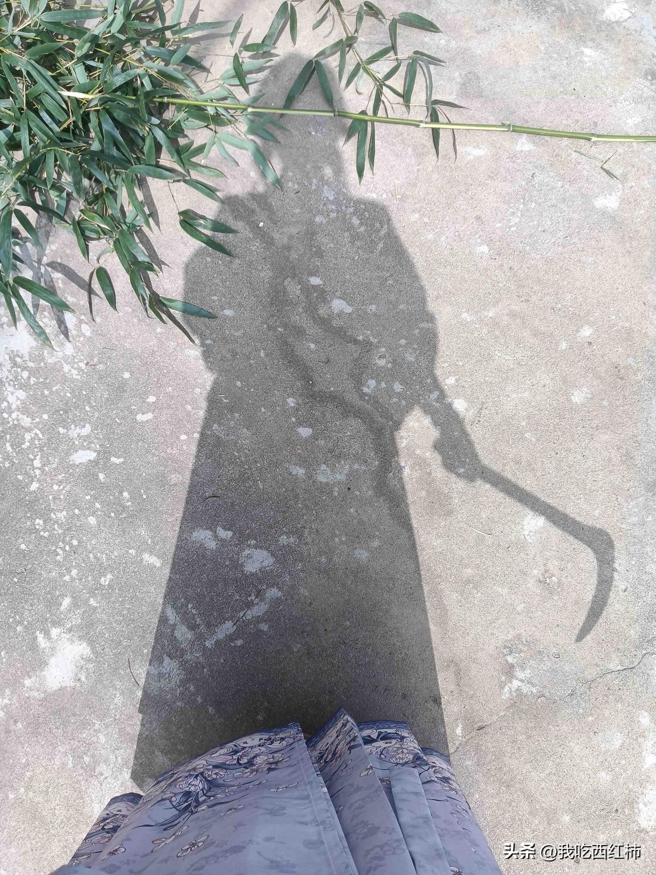 是谁捡走了我砍了一上午的竹子！我要拍照的！我就是在门口晾下 换了个衣服的时间就不