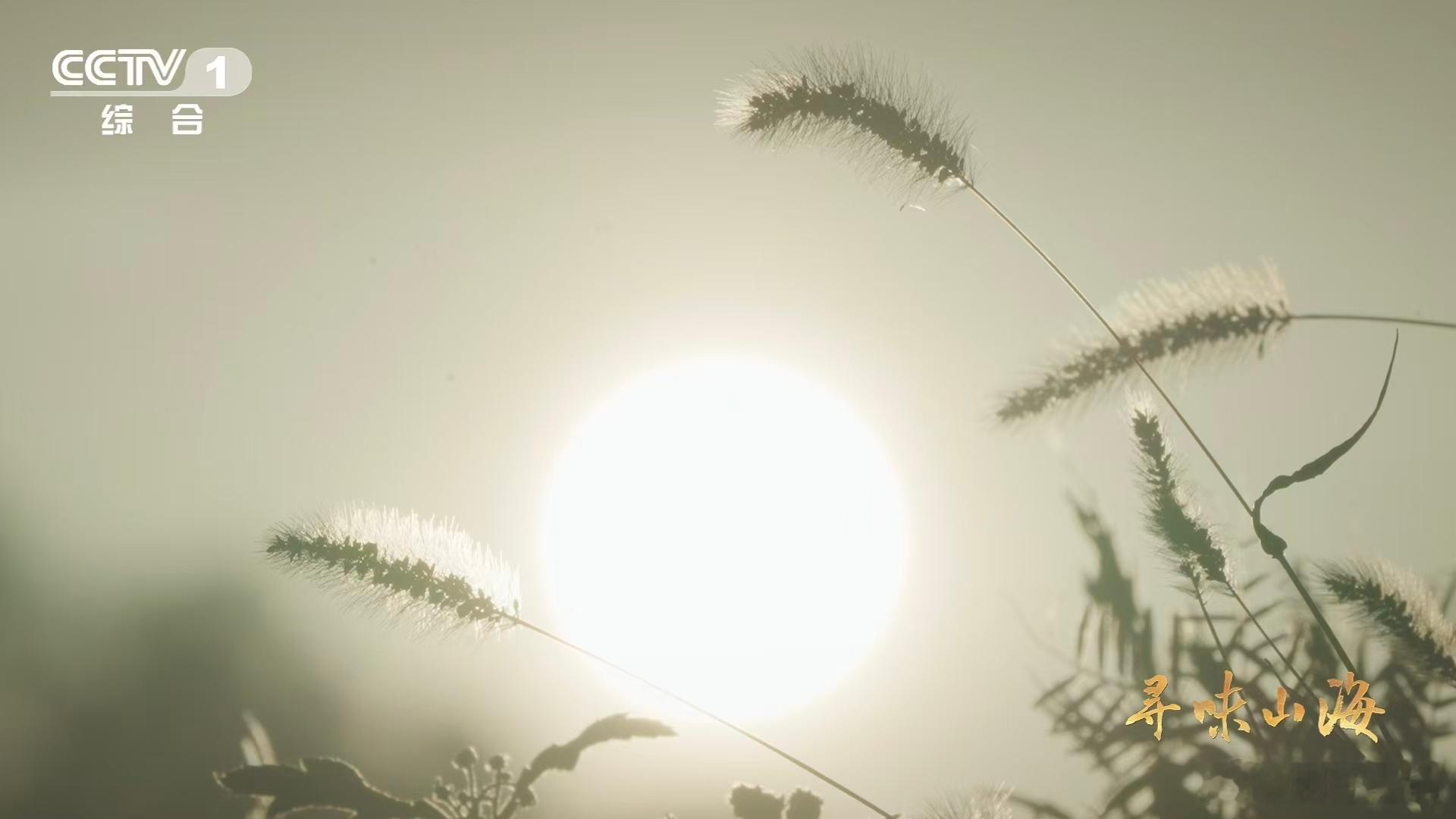 会吹泡泡的蔬菜 好多人就盼着冬天吃一口泡泡青，贪恋的就是这份独有的冬日家常味！它