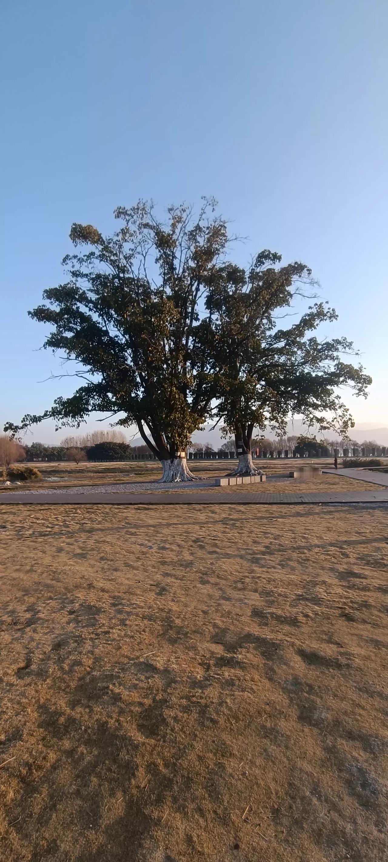 《一生夫妻半世嫌》

一生夫妻半世嫌，两看相厌心里烦；  
梦里掐他千百遍，醒来