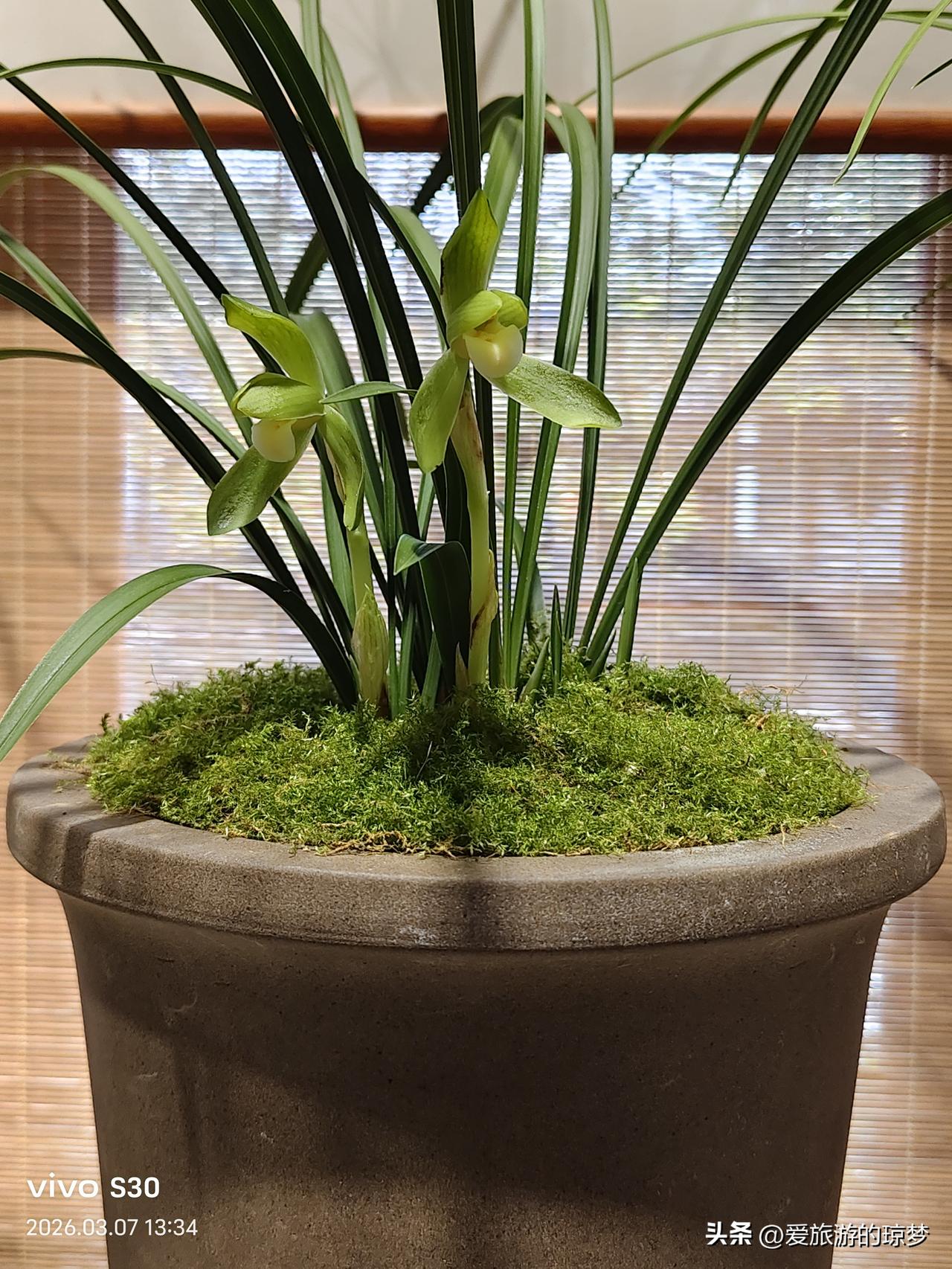 杭州西湖郭庄的兰花展