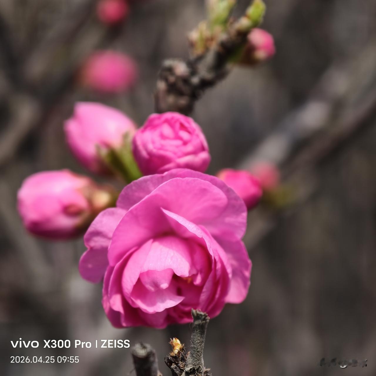 粉嫩花瓣一层层，灼灼芳华映春风，满目绚烂似云霞，醉染人间入眸中。
发一张你相册最
