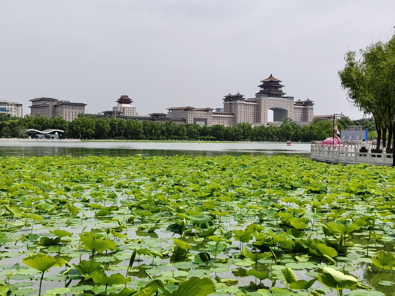 莲花池随笔
上午出门去哥家，先去莲花池公园遛半圈儿。
距上次去一周的时间，小荷尖
