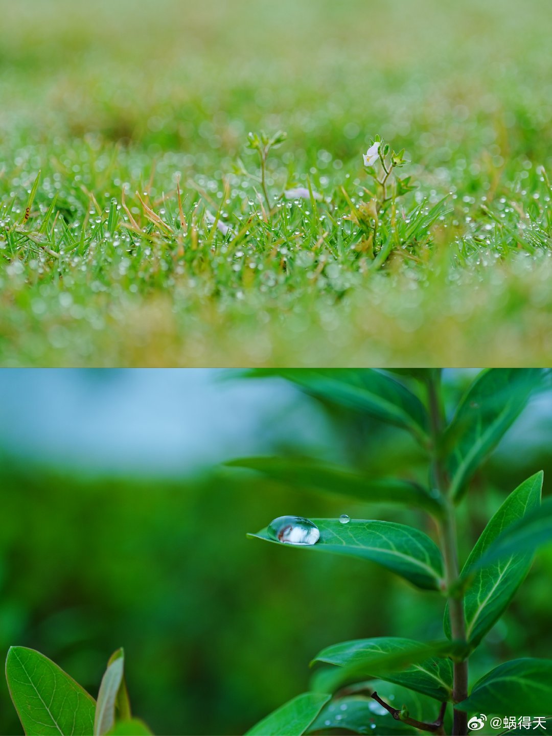 万千气象看浙里雨后的千岛湖清晨，宛如梦幻之境。湖面薄雾如轻纱漫舞，湿漉漉的草木散