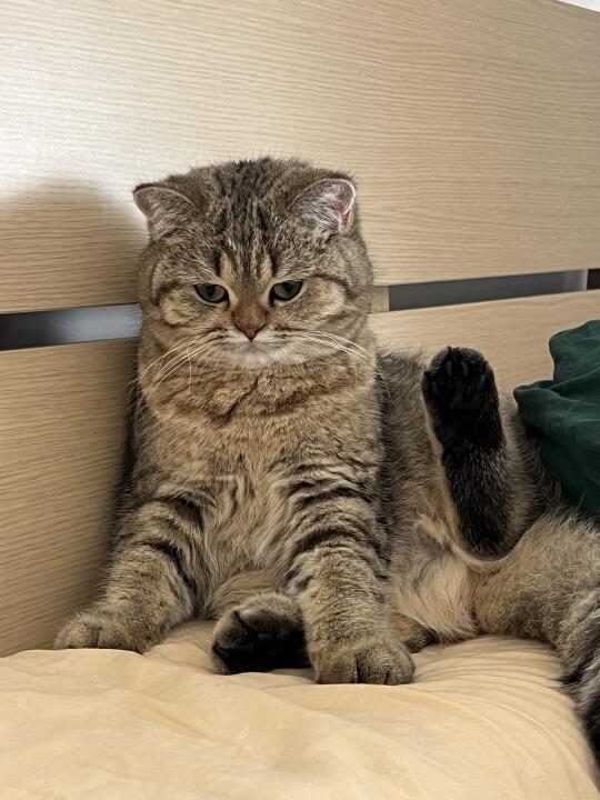 泥嚎，我是咪