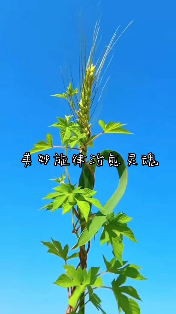 美妙旋律治愈灵魂。