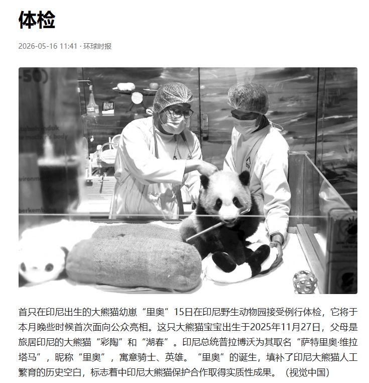 印尼首熊猫宝宝月底亮相，总统取名里奥

一只在印尼出生的熊猫宝宝，马上要见客了。