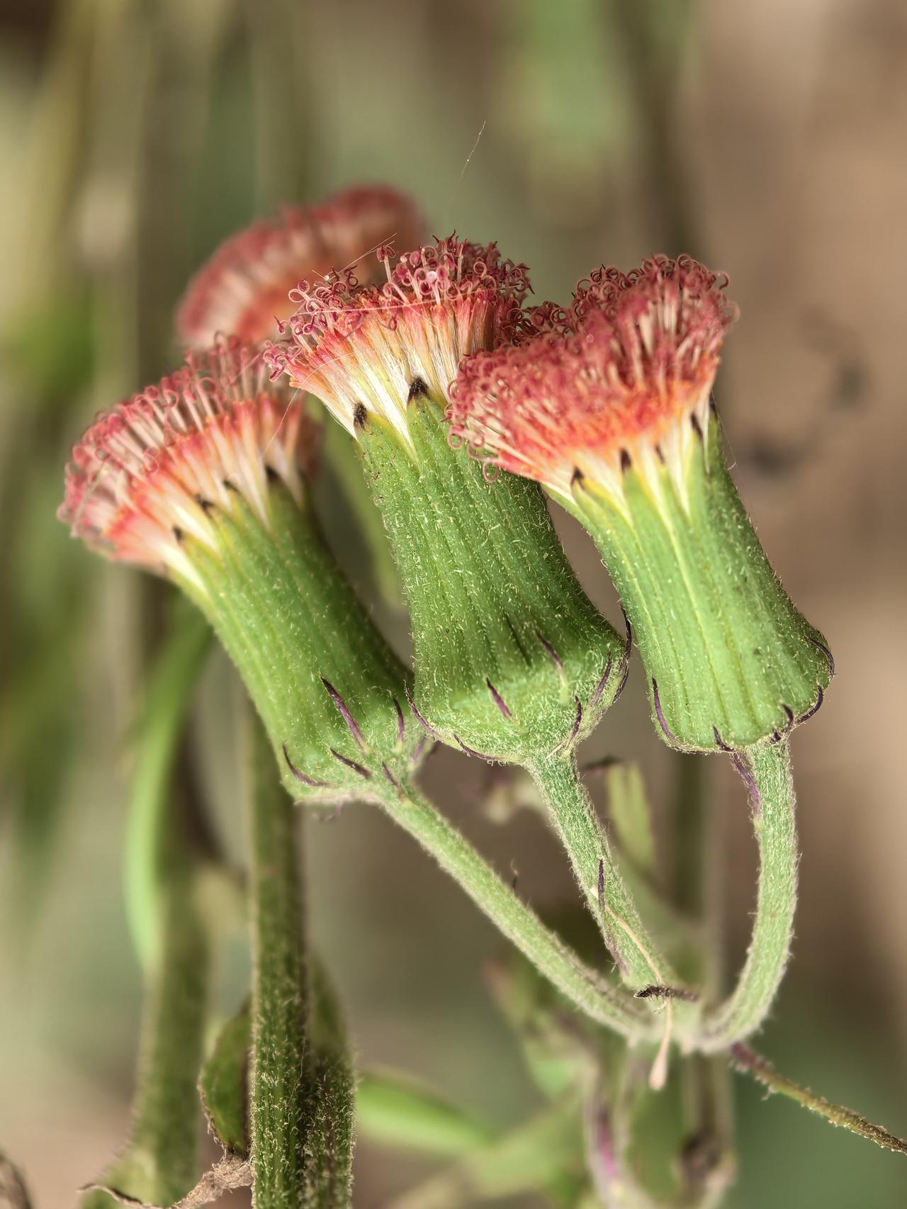 一种貌不惊人的野菜，为何能独享“革命菜”的殊荣？
在饥荒年代，不少野菜都曾充当过