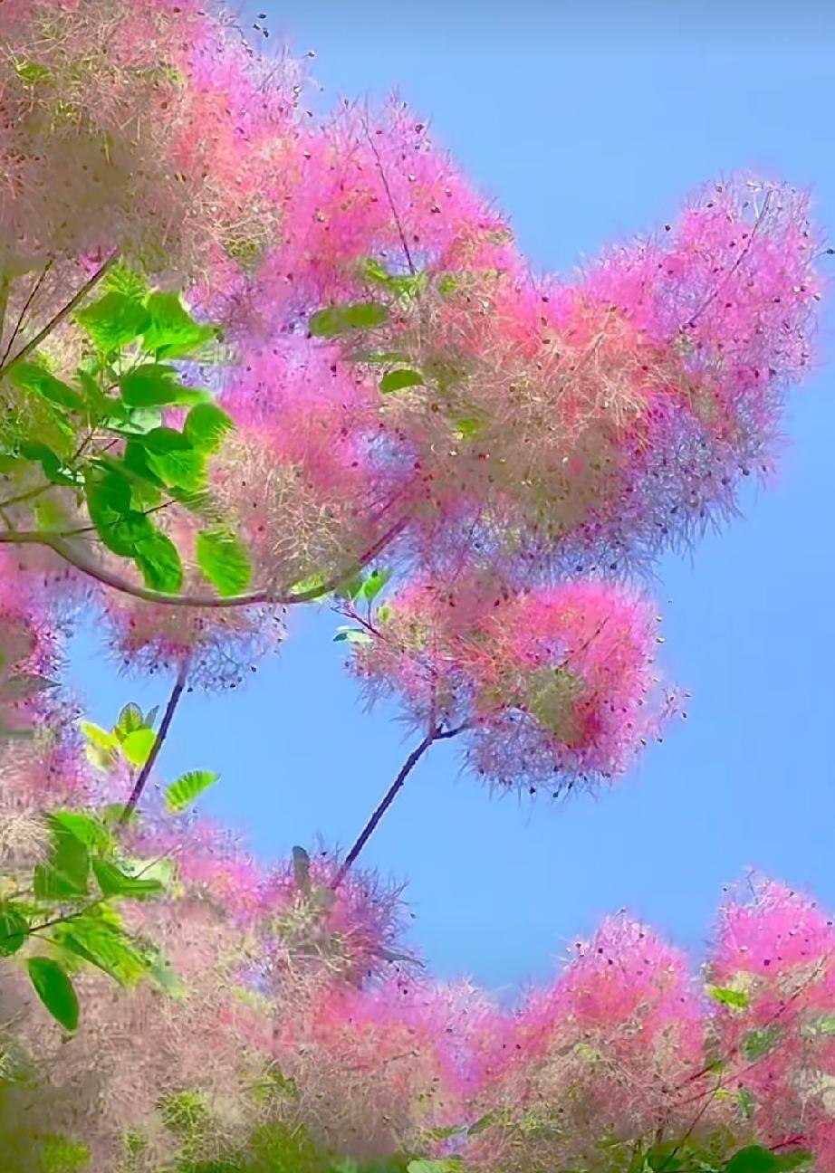 黄栌花开，满树紫红。
无数羽状花梗如丝如缕，在枝头交织，宛如紫烟笼罩。它似花非花