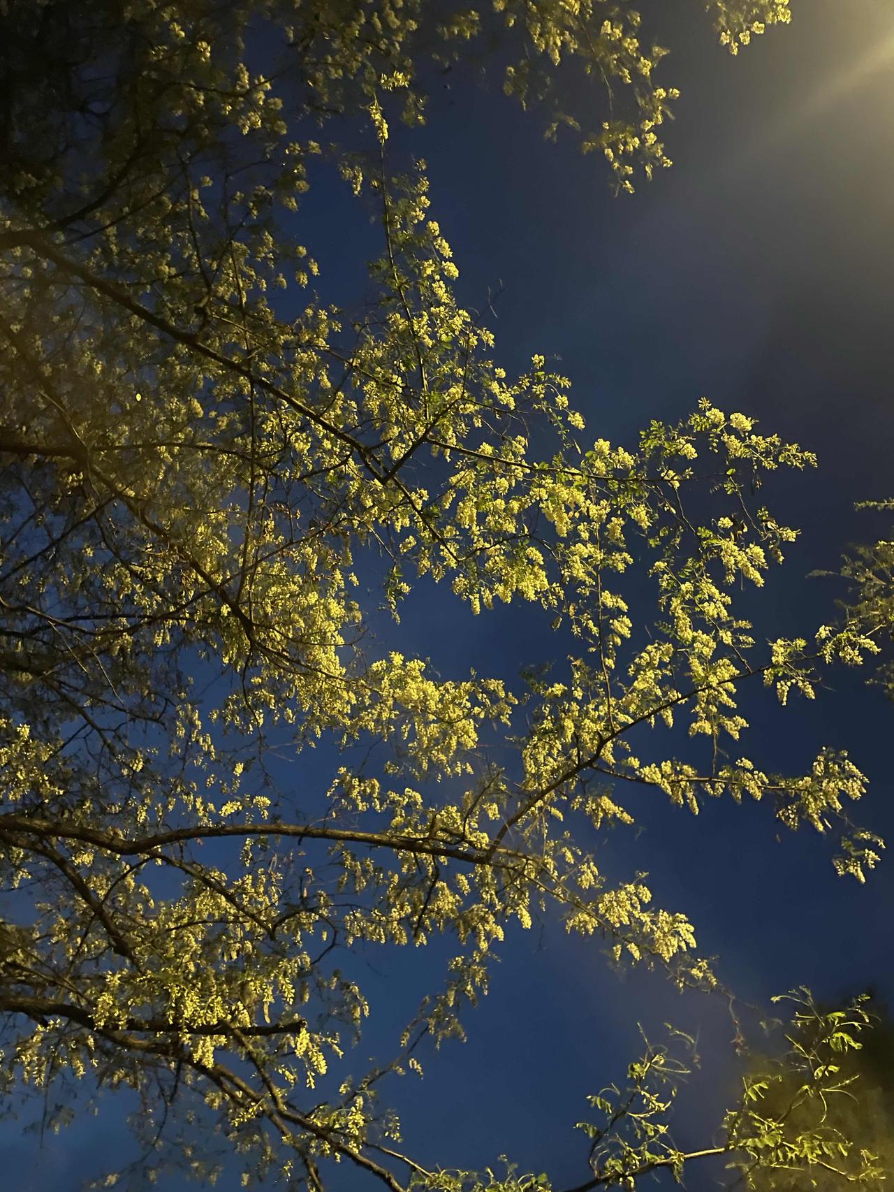 夜晚🎑