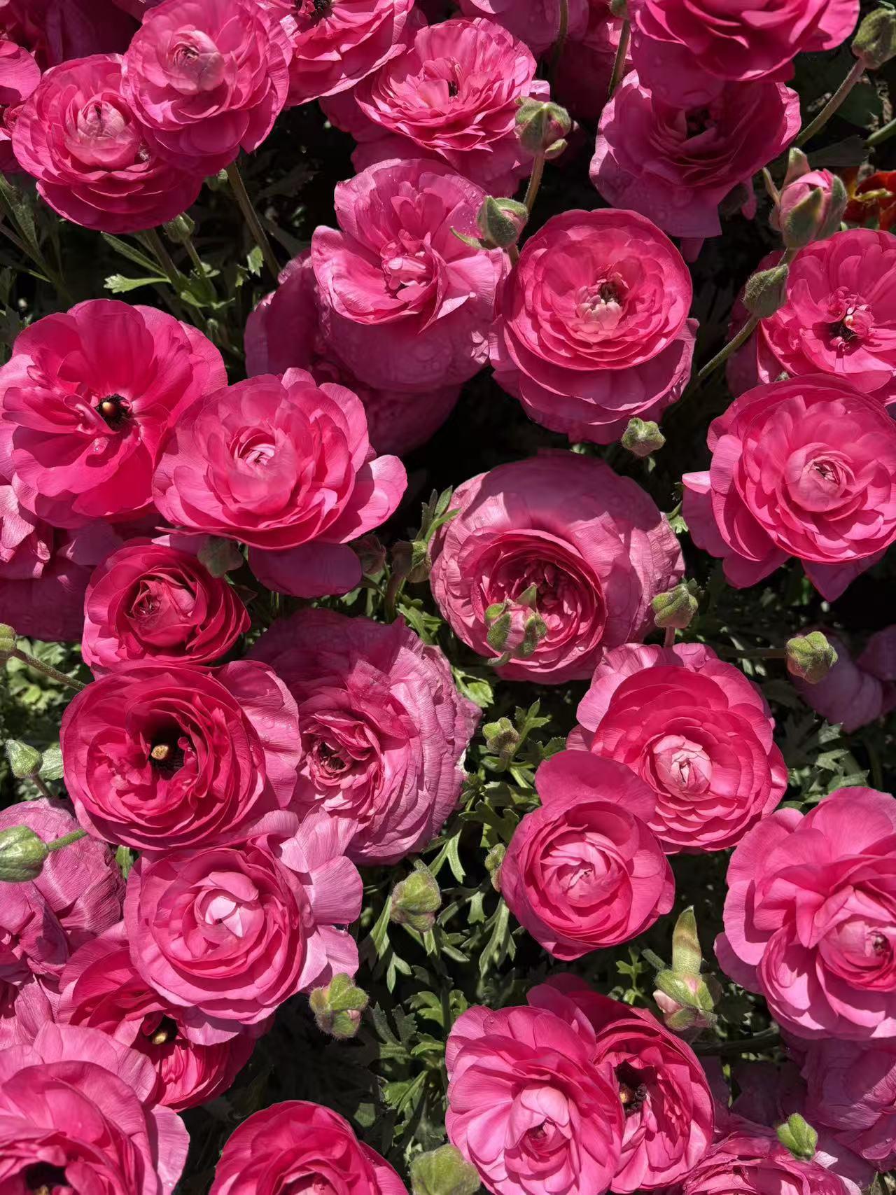 春日生活打卡季 春日里，美丽的玫瑰花绝对是浪漫担当。玫瑰花寓意丰富，男人送 2 