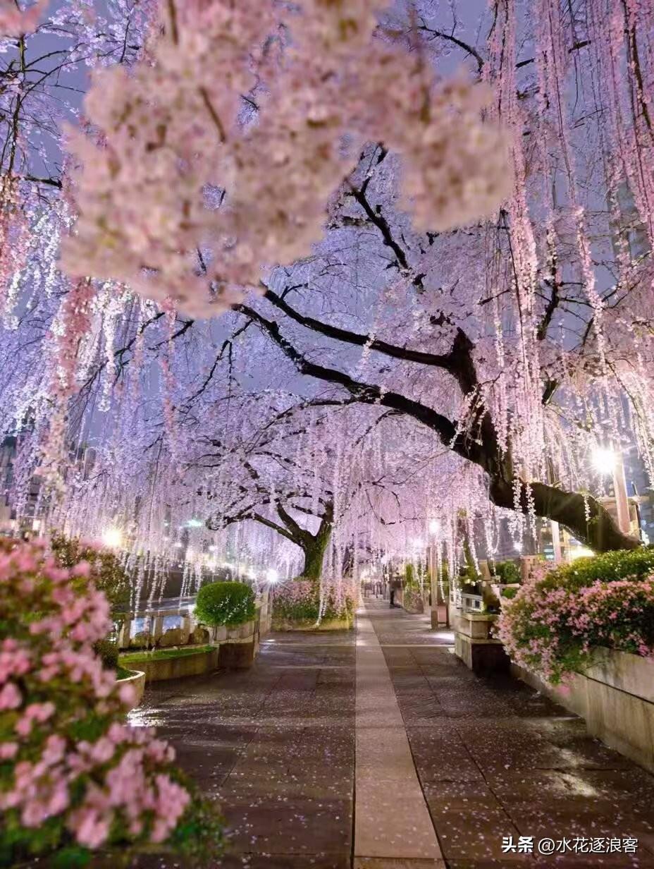 黄昏，我沿着步道慢慢走，就像翻开一本被春风翻阅的书。

脚下是细碎的落叶，踩上去