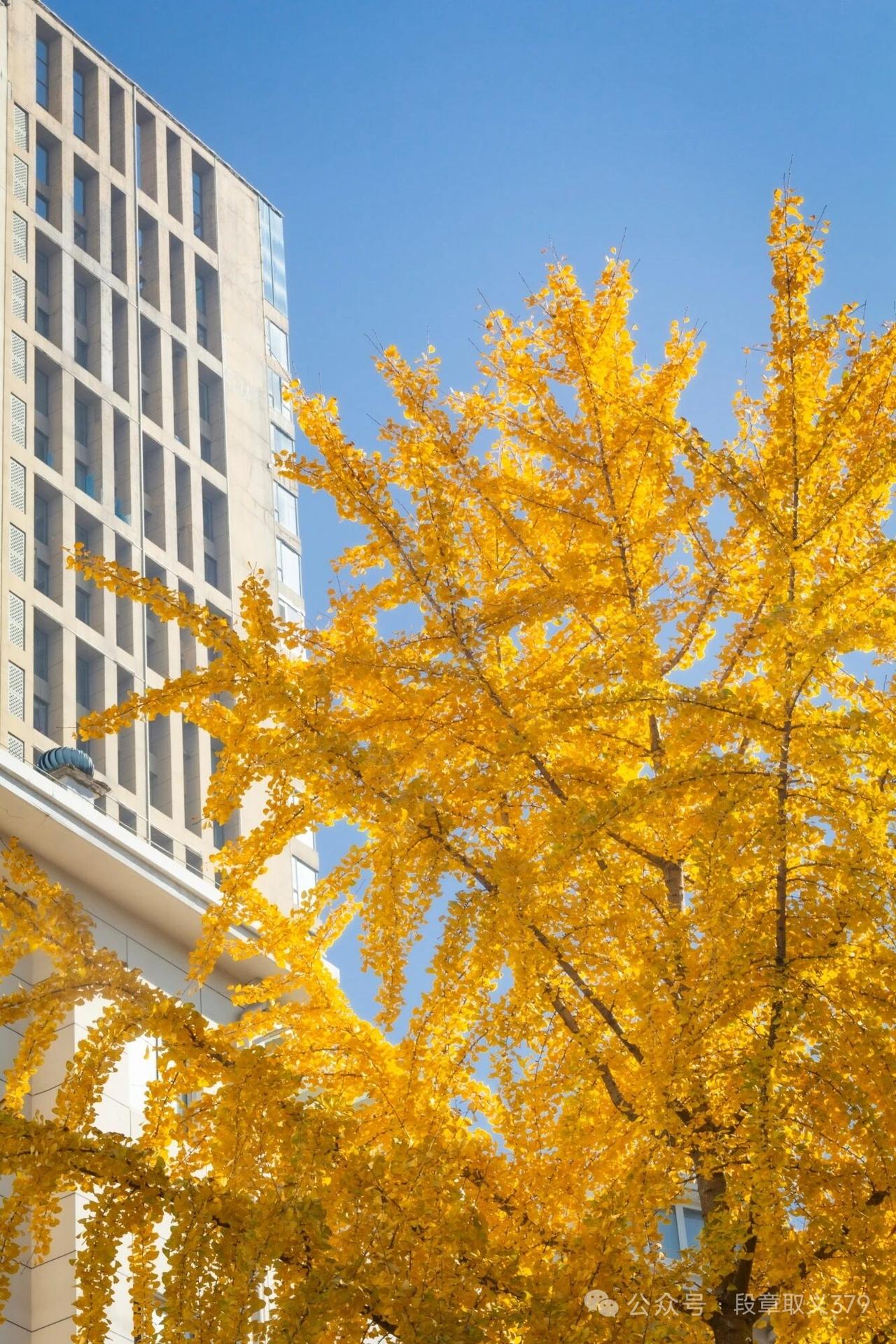 山坡羊·庭园秋杏
庭旁楼耸，
窗格成梦，
露台闲倚云潮涌。
日融中，杏姿浓，
金