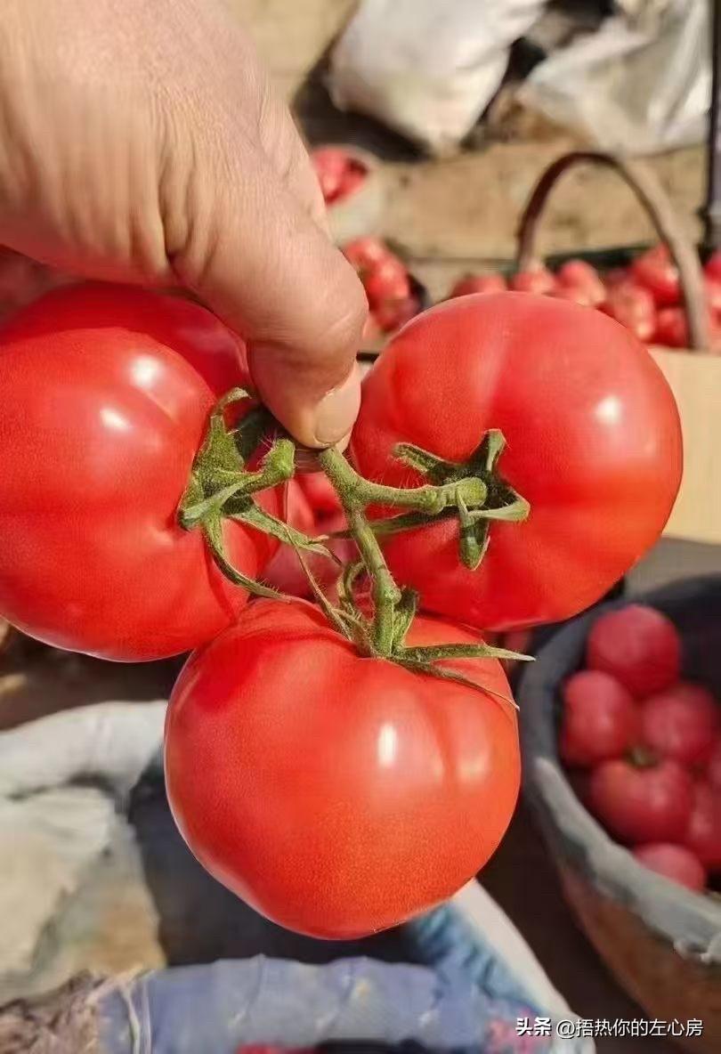 现在超市里的西红柿要么硬得像石头，要么寡淡无味，直到我遇到了这种老品种沙瓤西红柿