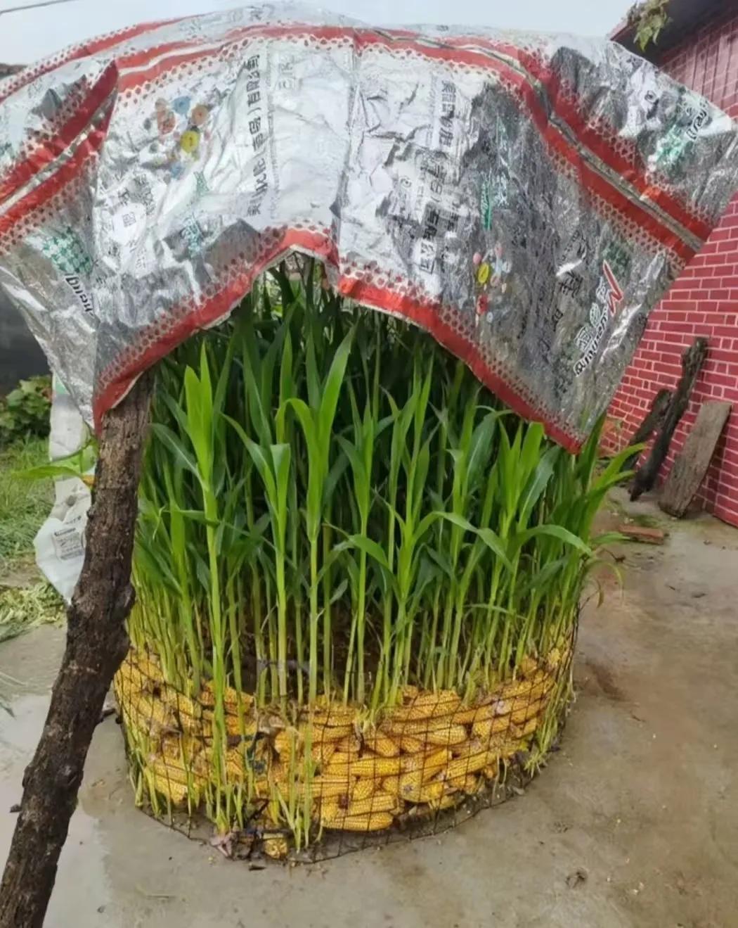 山东菏泽，从九月底开始，连续一直下雨，收回家的玉米，都发芽长这么高的苗了。
地里