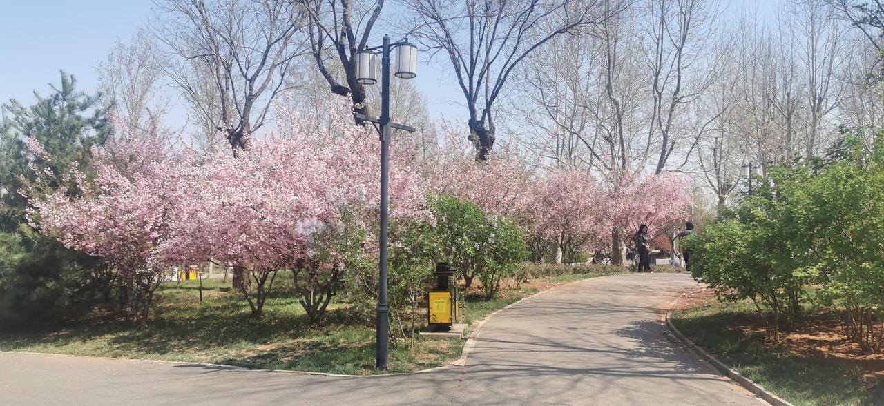 龙泉湖湿地公园的各类鲜花开得正盛，到处一片生机勃勃，春意盎然。快来打卡吧！