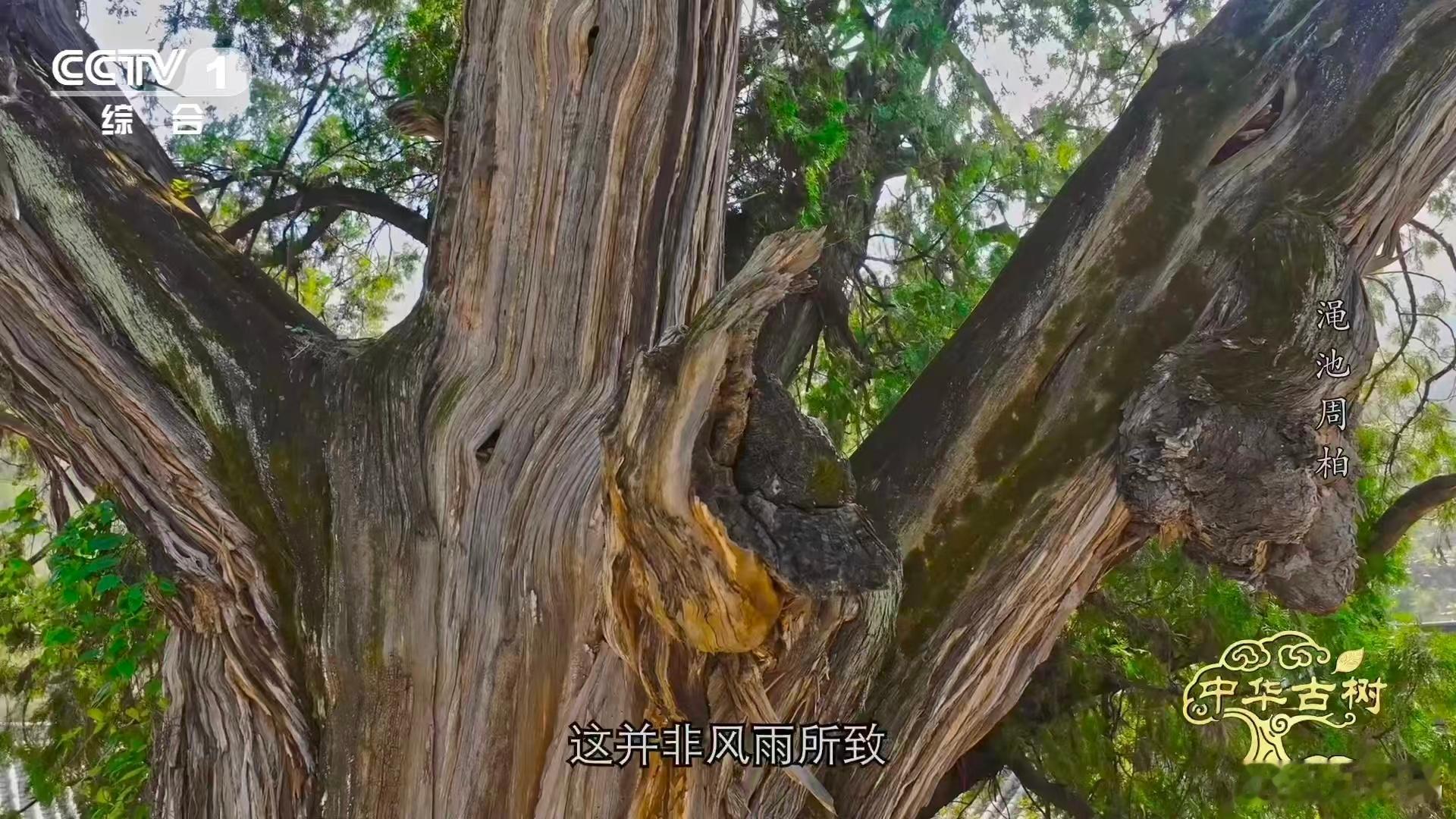 柏树受伤愈合成一种沧桑之美这株古柏最让人揪心的就是那根折断的主枝，当地老人说这是