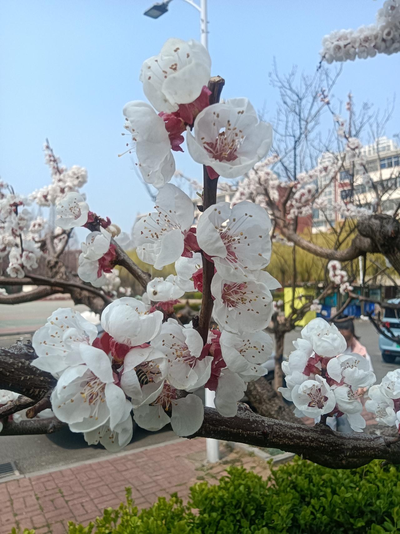 郎才女貌
藏头诗
文/李兴伟
郎才女貌佳人俏，
才女容姿亦美妙。
女儿恰似贴心袄