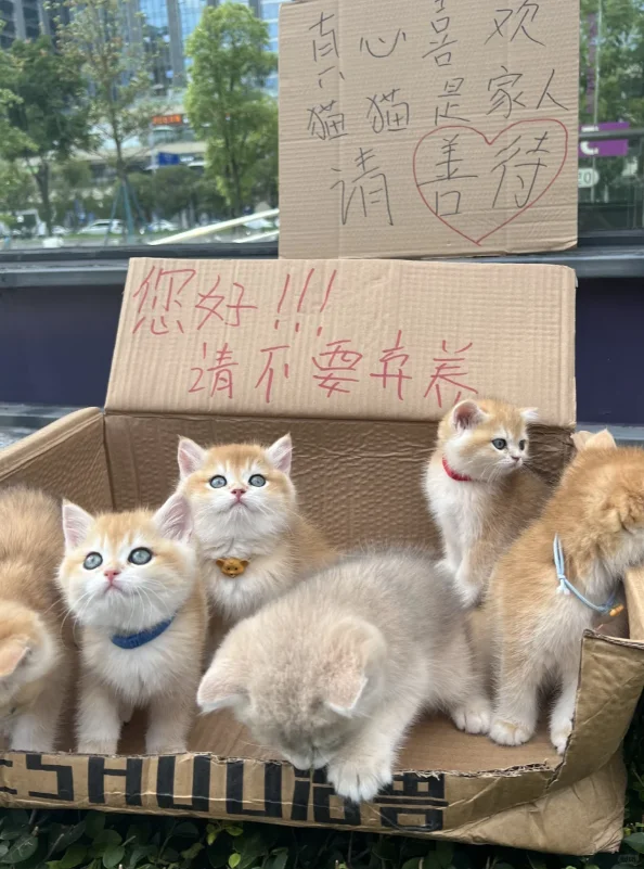 猫猫找家长 无偿小偿都有