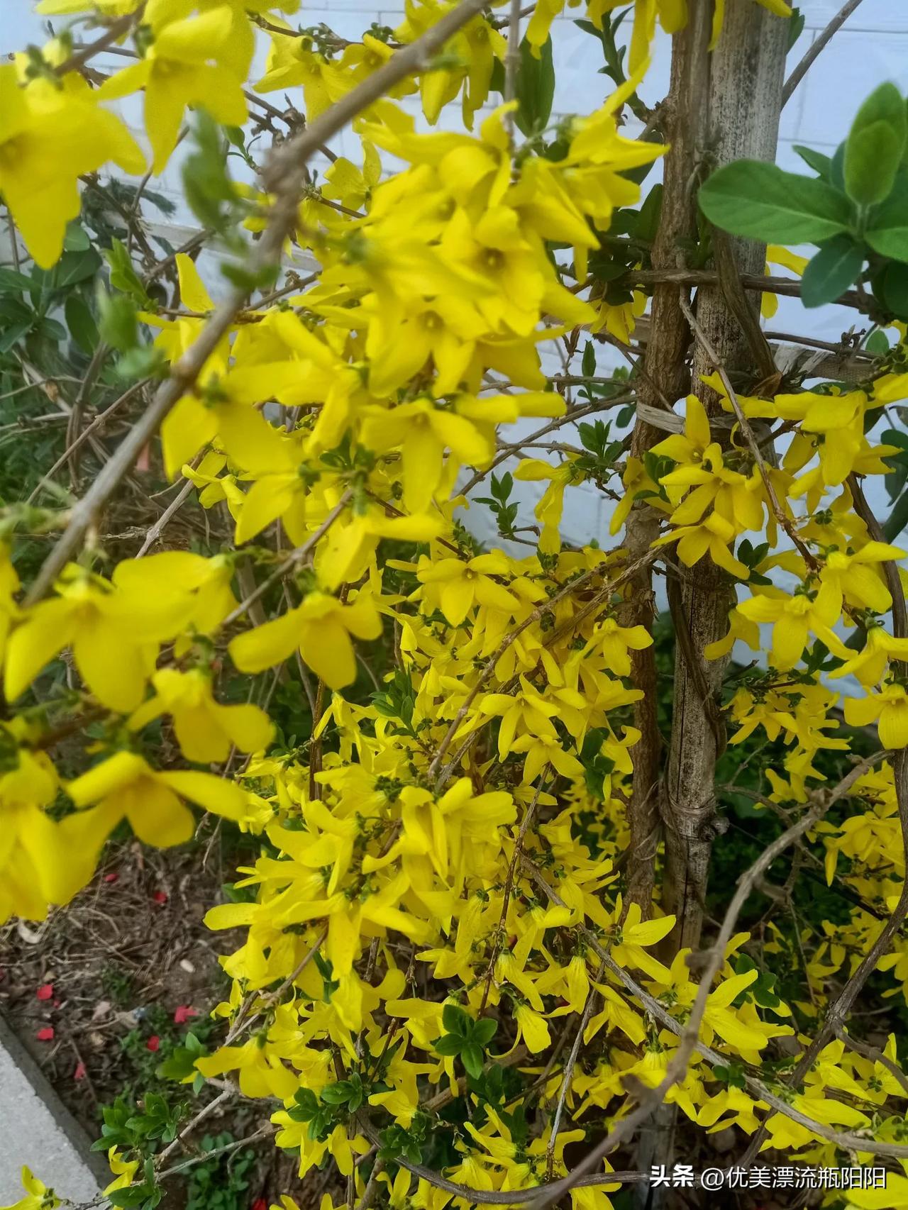 晒图笔记大赛春暖花开，阳光明媚，这就是春天的美好，太治愈了哈！[呲牙]