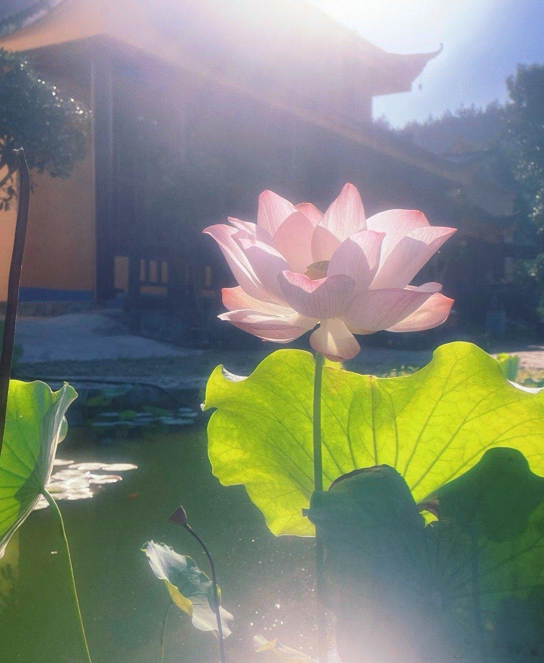 粉丝宝子们做好准备开盘啦～养金粉～养金粉～金粉越来越多啦！铁粉们加油点赞评论哦～