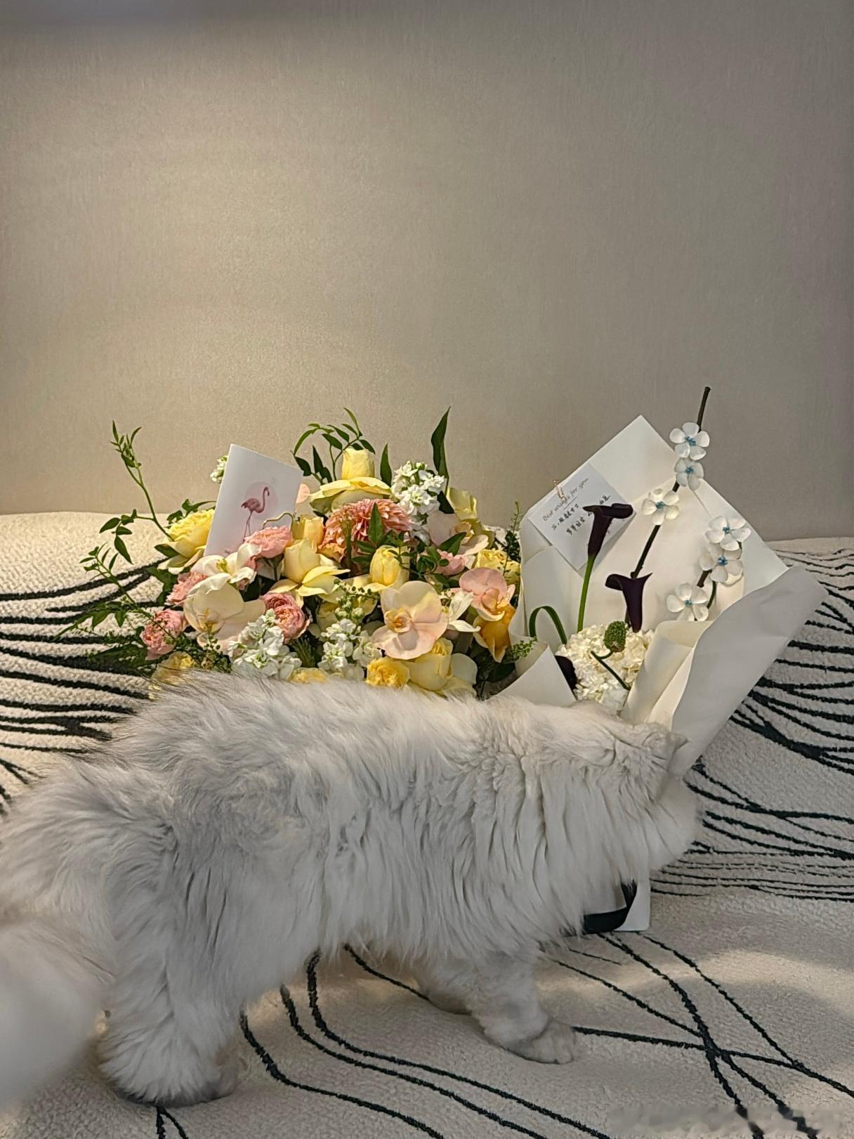 岁月不败美人 祝我母生日快乐 君姐心常乐 福无边 