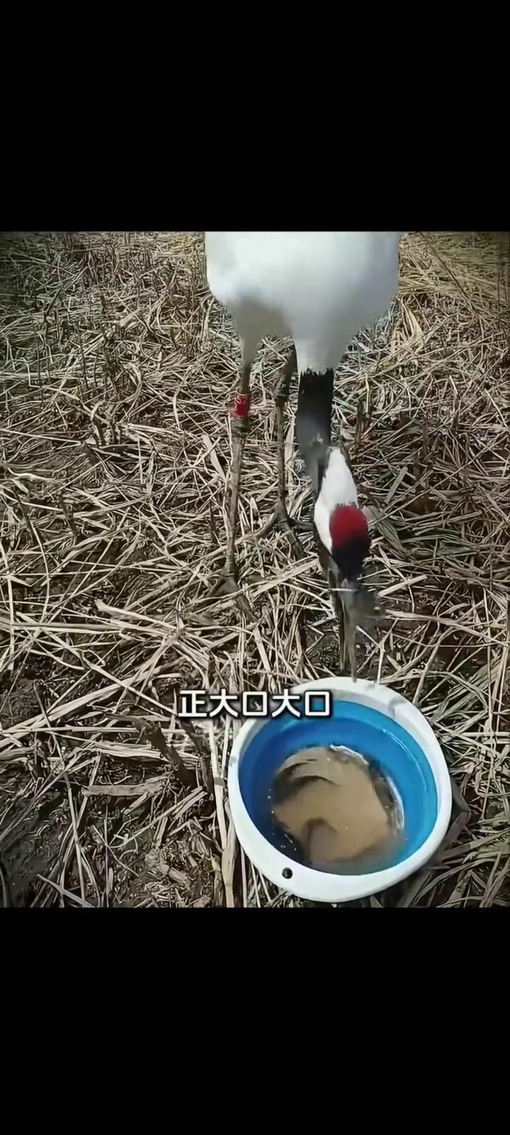 身上估计早就对它大打出手。注意看，这是镜头下记录的真实一幕。小哥在河边钓鱼时，转