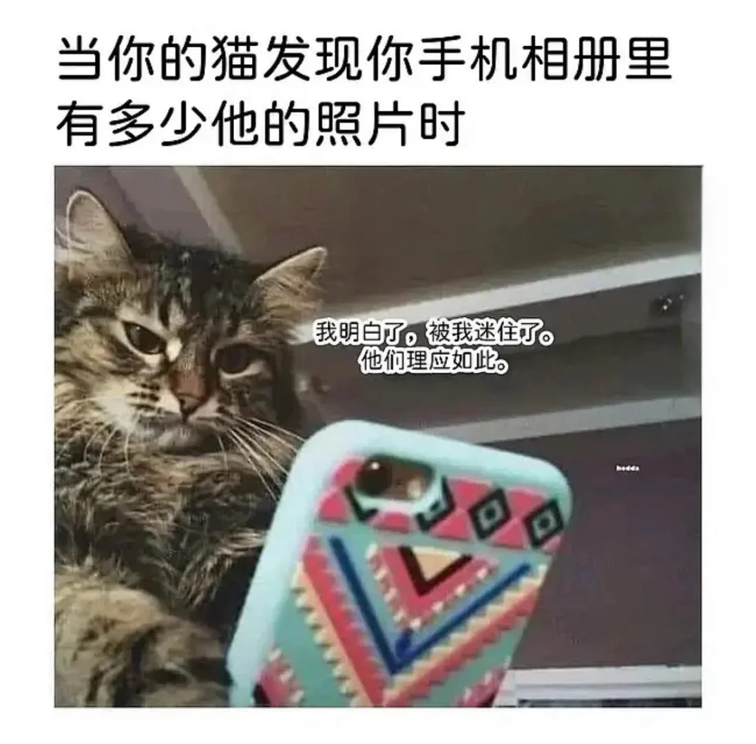 当你的猫发现你手机相册里有多少他的照片