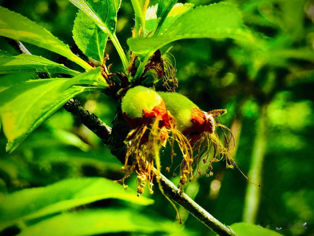 等着一声相认的叹息
                 （原创）


残花褪去
凋