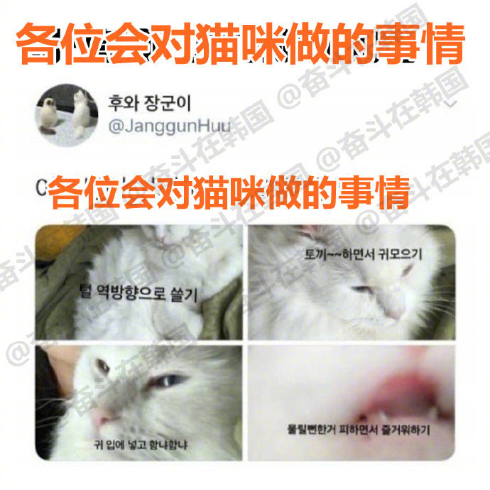各位会对猫咪做的事情哈哈哈哈 ​​​ 海外新鲜事 热点现场 ​​​