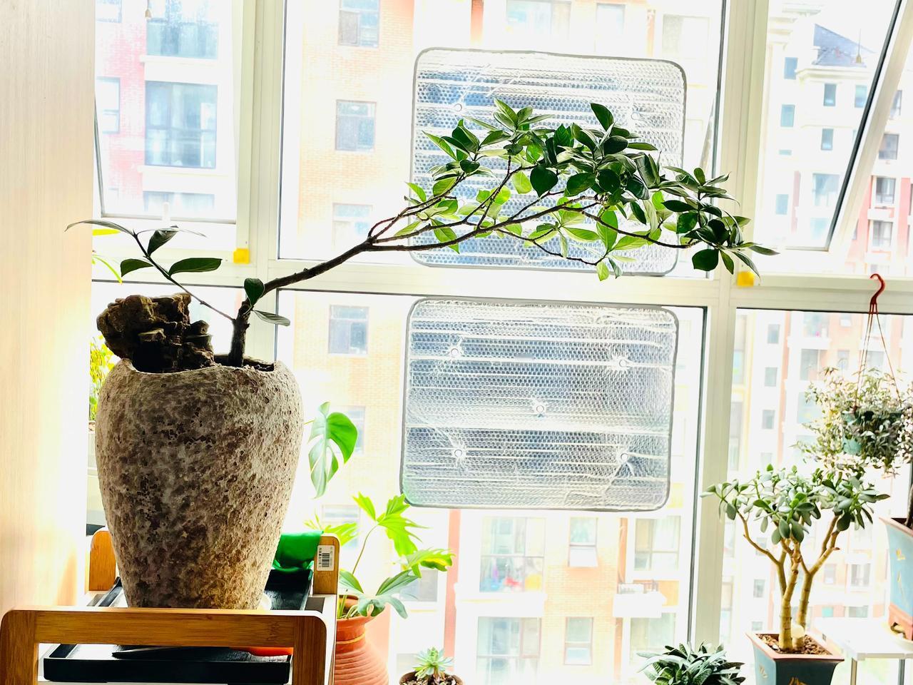 
窗外太阳已升起，那么温暖，那么明亮，即将到来的每时每刻，都是新的，都让人痴迷。