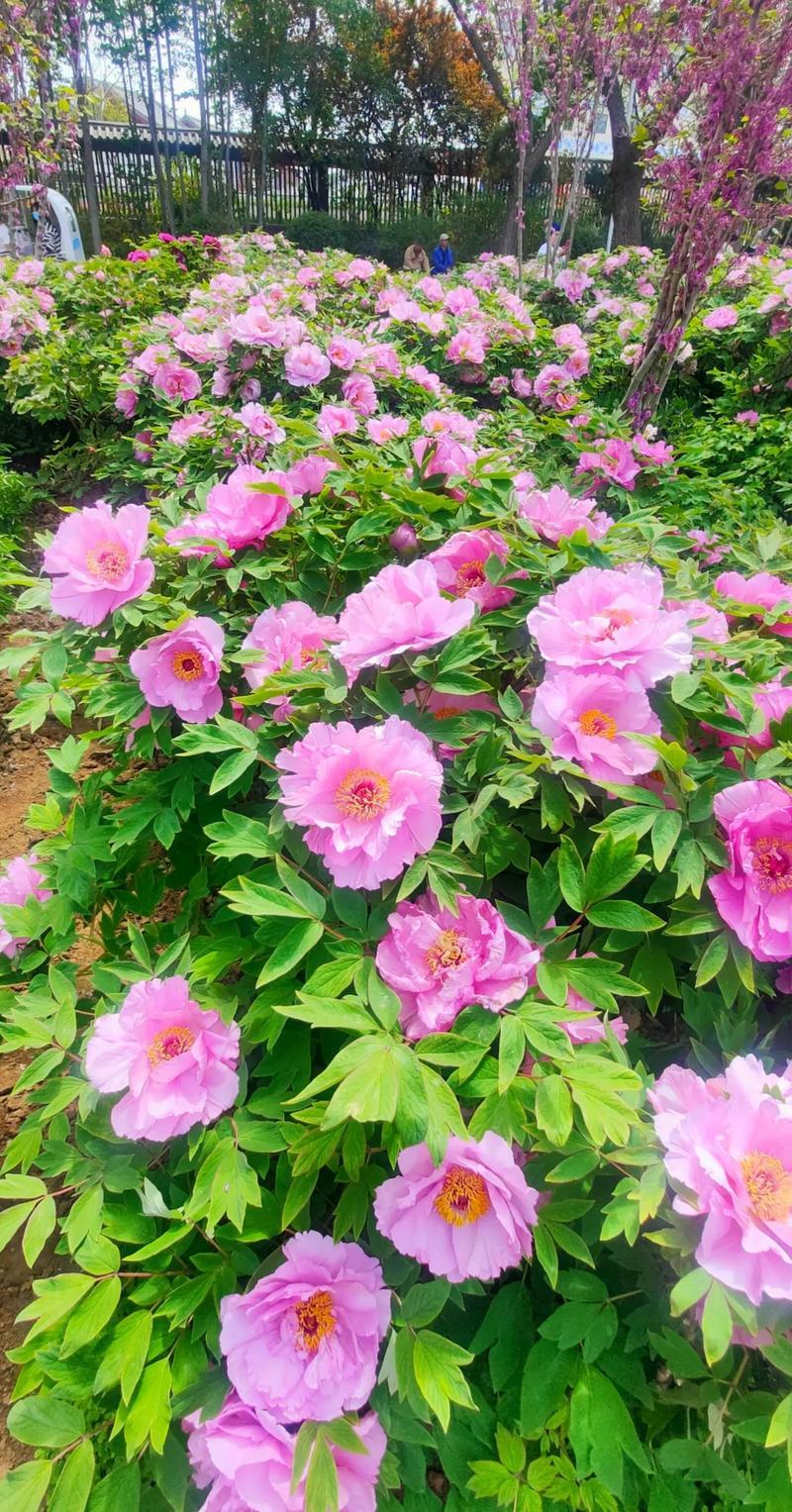 春风拂过，满庭粉牡丹次第绽放，雍容华贵，国色天香，把春日的浪漫都揉进了这一片花海