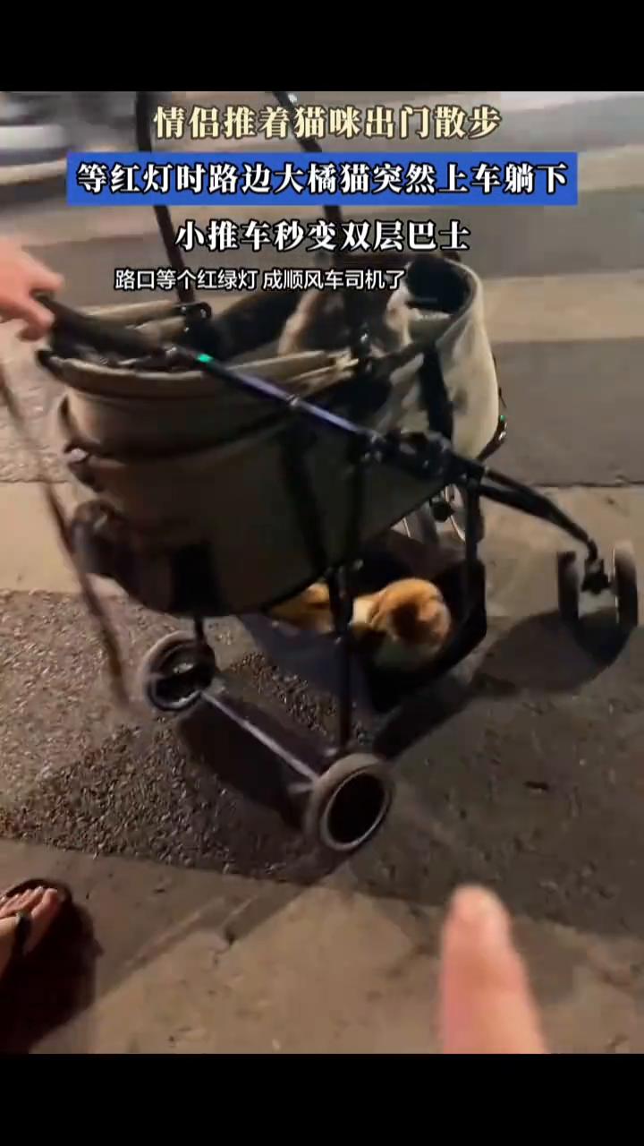 情侣推着猫咪出门散步，等红灯时路边大橘猫突然上车躺下，小推车秒变双层巴士。
5月
