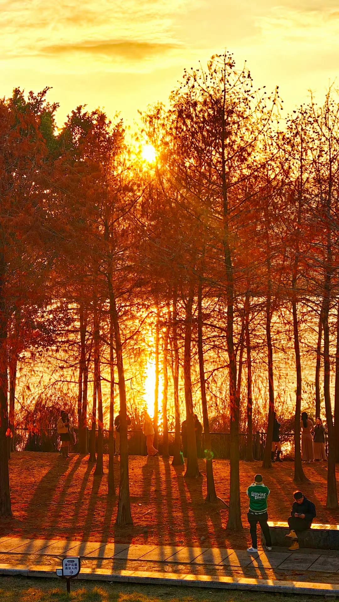 【乌龙江湿地公园】

落日将水杉晕染成暖橙色，江面闪烁着碎金般的波光，风中弥漫着