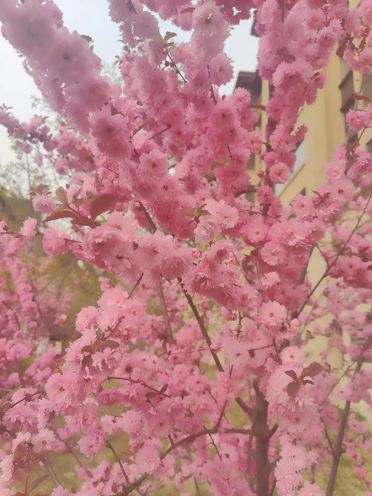 随手拍一树繁花