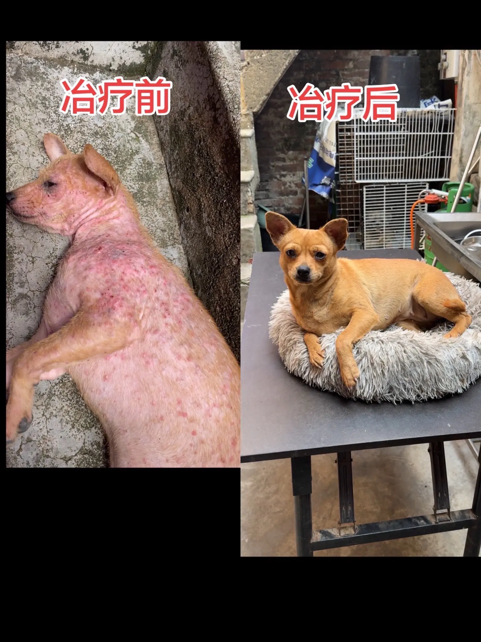 吃这个可以治疗各种皮肤问题，吃一次管三个月，效果非常得好