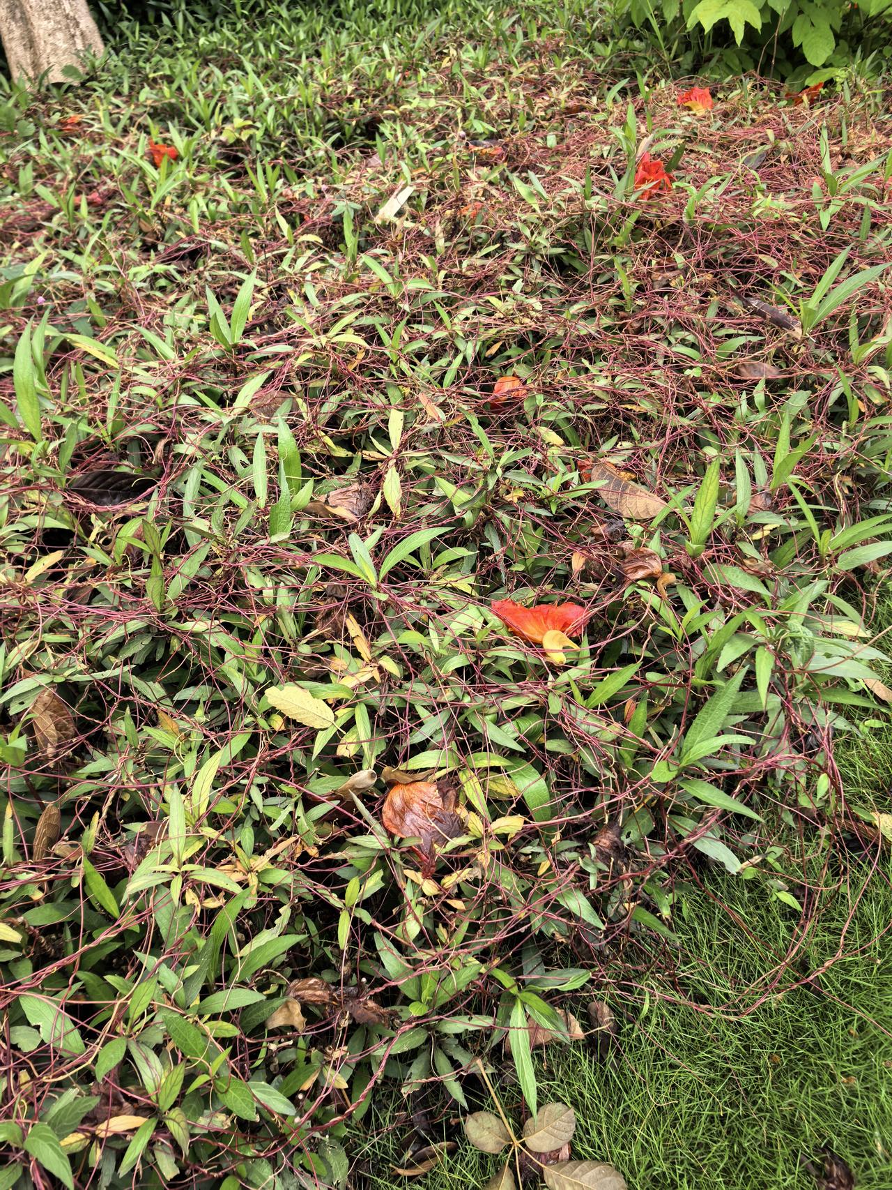 晒图笔记大赛有时无意间看到的一花一草，也有神奇的地方。这里是一片兰花草，被一种紫