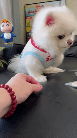 真快啊，
抢食速度堪比光速！