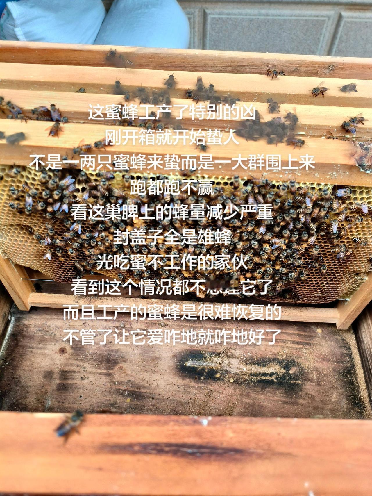 这蜜蜂工产了特别的凶
刚开箱就开始蛰人
不是一两只蜜蜂来蛰而是一大群围上来
跑都
