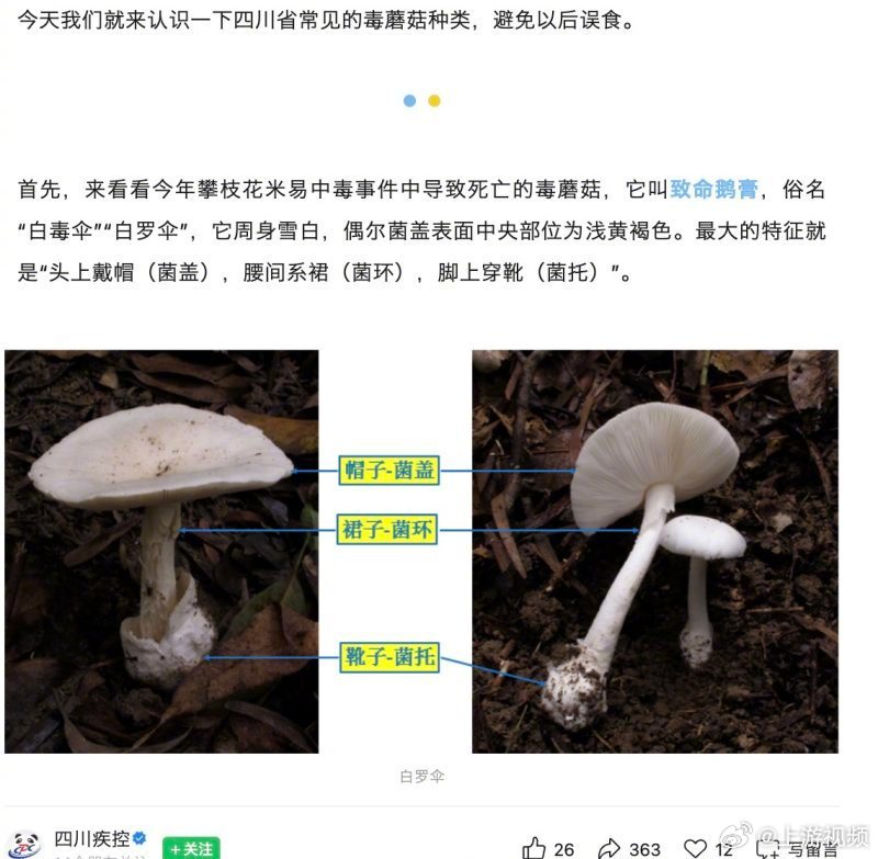 #火锅店菜单现白罗伞#【郑州一火锅店菜单现剧毒“白杆杆”？店家称正规渠道采购，当