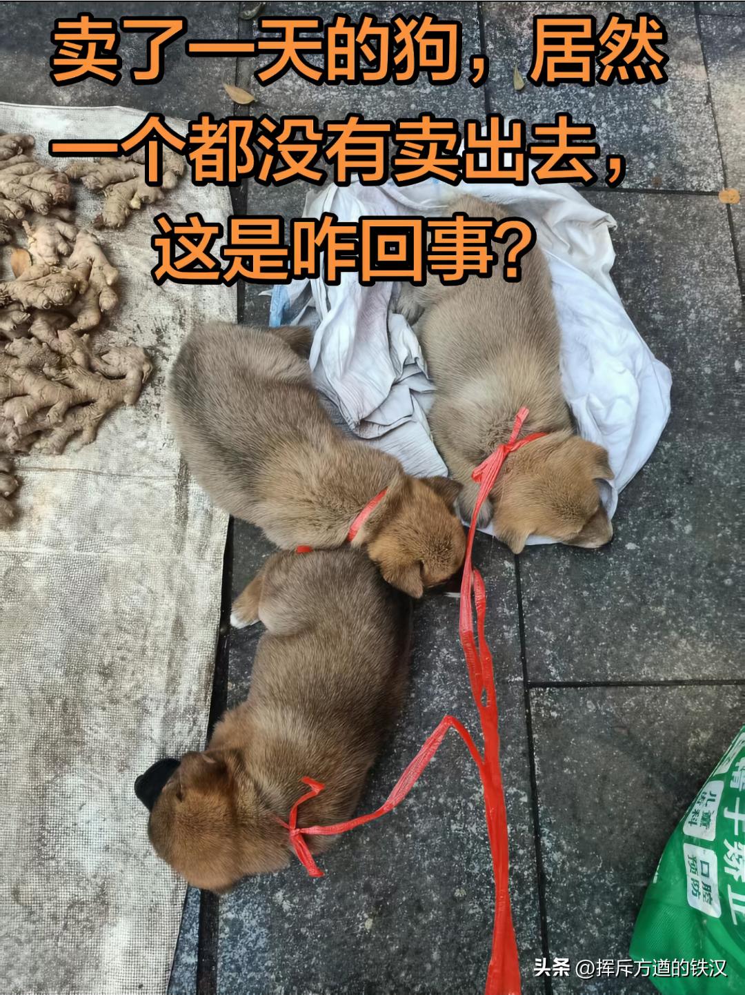 卖小土狗卖不出去啊！
  网友表示家里的母狗每年生两窝崽崽，到了狗市蹲了一天也没