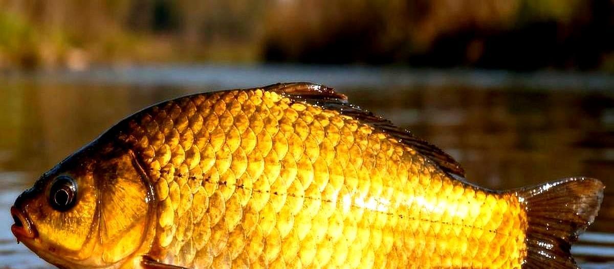 冬天钓鲫鱼，别瞎蹲。
太阳一出来，十点半到十一点半，鱼才肯动嘴。
寒潮前两天，它